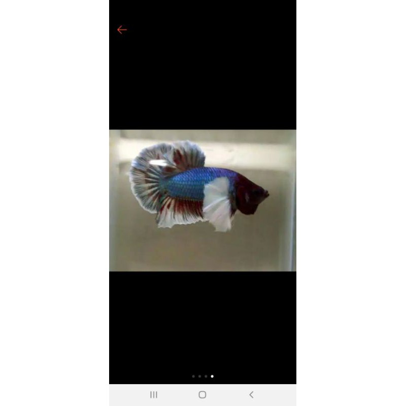 IKAN HIAS CUPANG MURAH..