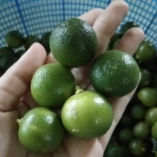Jerik kunci limau kasturi per 1 kg