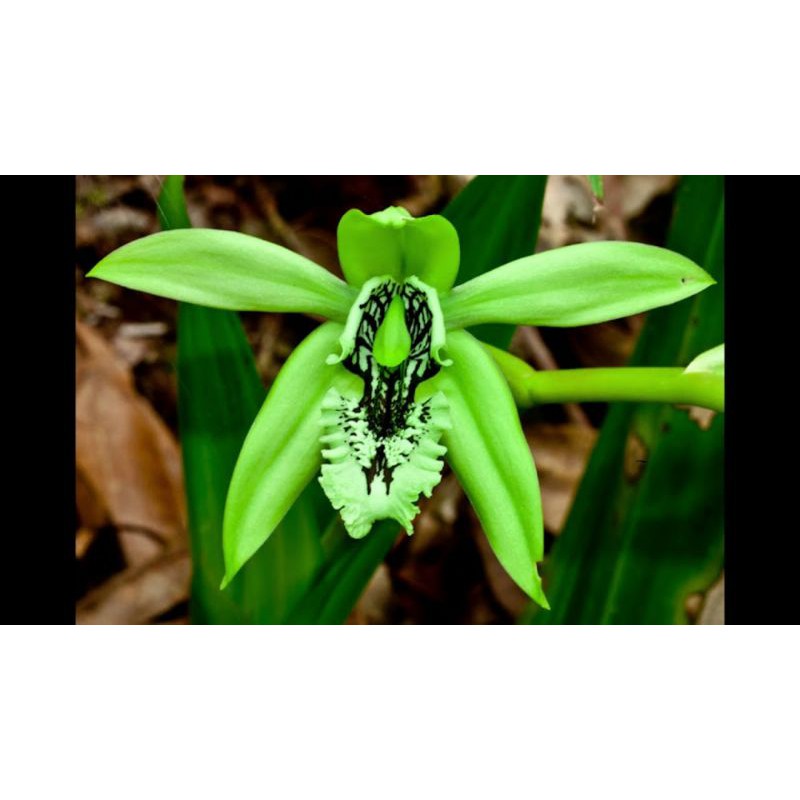 anggrek coelogyne mayeriana