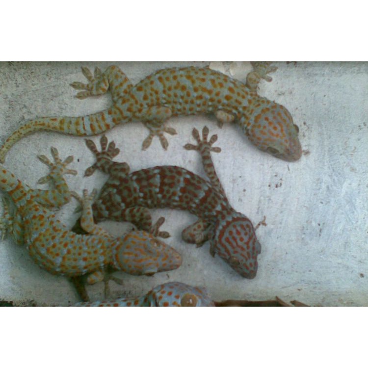 Tokek obat gatal hidup