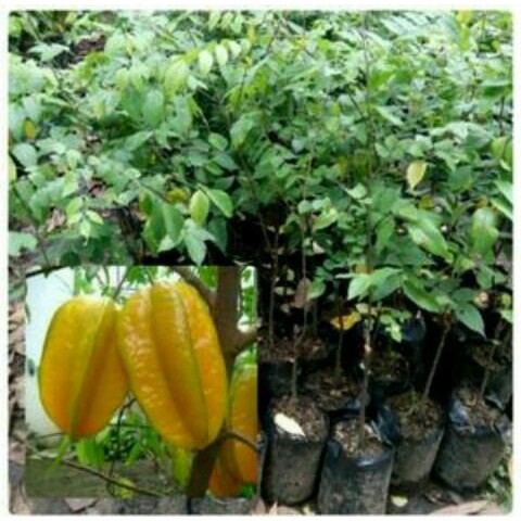 bibit belimbing madu