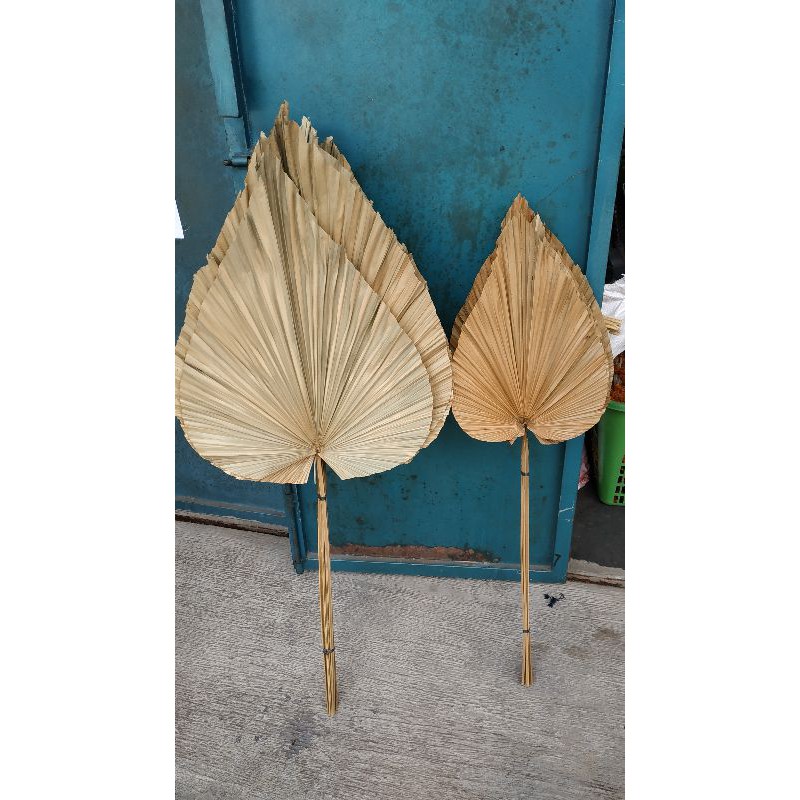 Jual Daun Palem Kering Bahan Kerajinan Shopee Indonesia