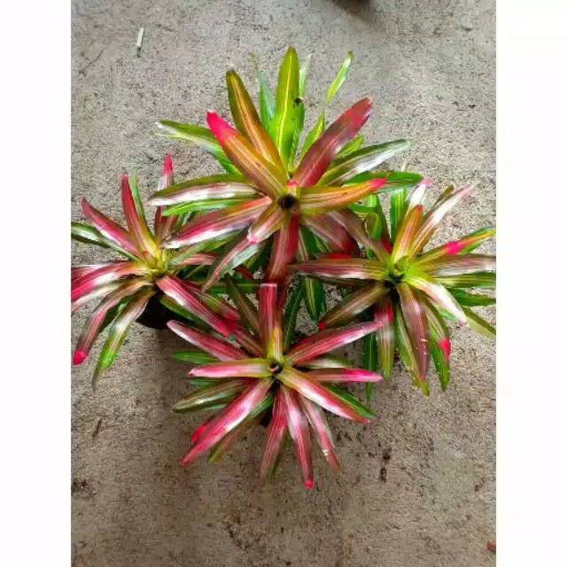 Tanaman hias bromelia tricolor - bromelia tricolor