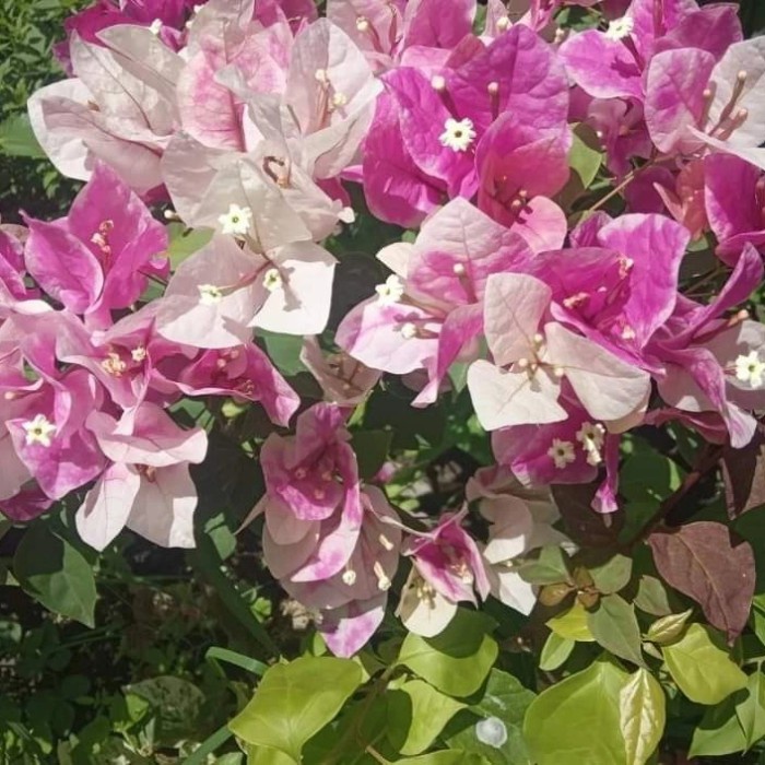 Bougenville sakura ice cream BONSAI BOUGENVILLE TAMAN BUNGA KERTAS Hidup