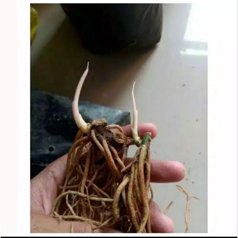 Aglonema Bonggol. lotus-goliath-asri