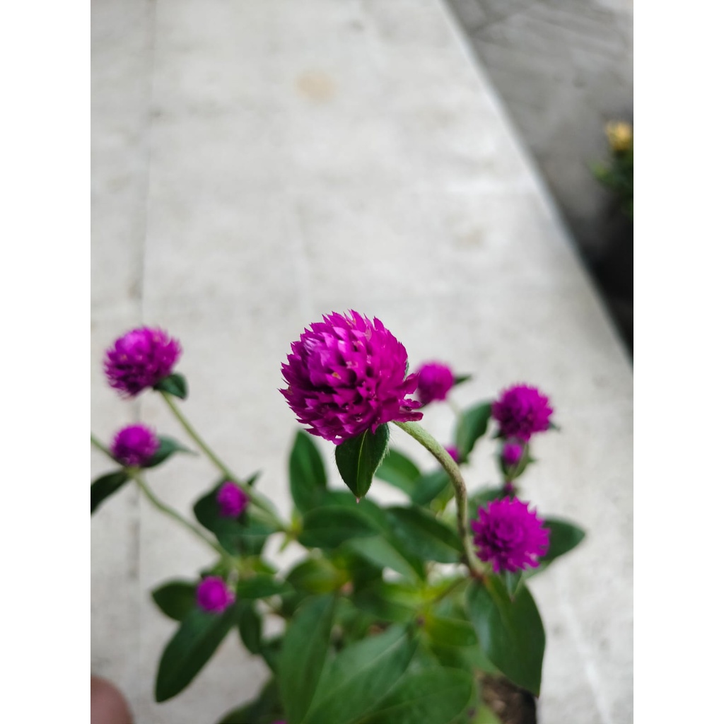 Bunga Kancing Kenop - Gomphrena globosa - Tanaman Hias - Sudah Berbunga - Globe Amaranth