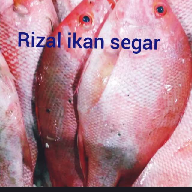 

IKAN KAKAP MERAH BARU FRES SEGAR UKURAN KIRA..ISI (1-3)