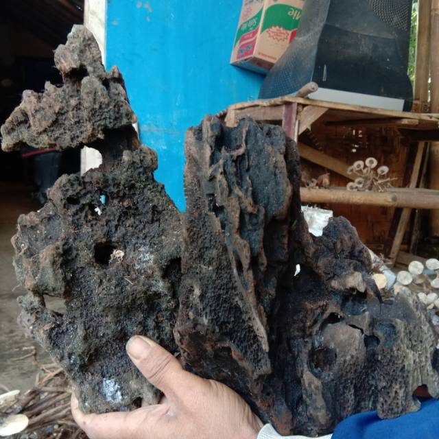 Kayu Rentek Untuk Aquascape