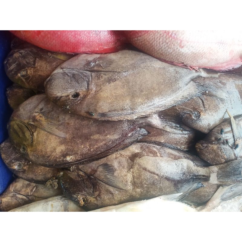 

ikan Basah Baronang Hitam 1 kg fresh