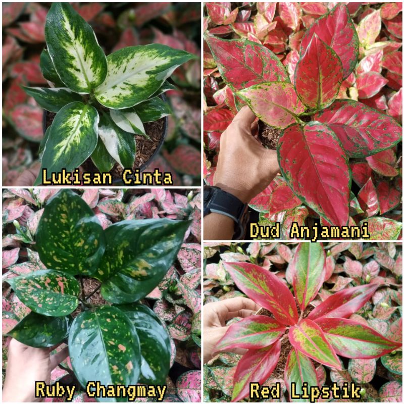 Tanaman aglonema 4 jenis