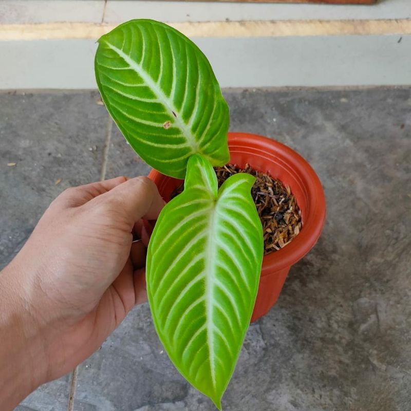 Tanaman Xhantosoma Lindenii antasoma lindenii Ekonomis keladi zebra