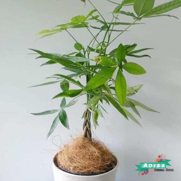 Tanaman Hias Pachira Kepang - Pachira Kepang 3 - Pachira Kepang 4 - Pachira Kepang 5 - Pachira Kepan
