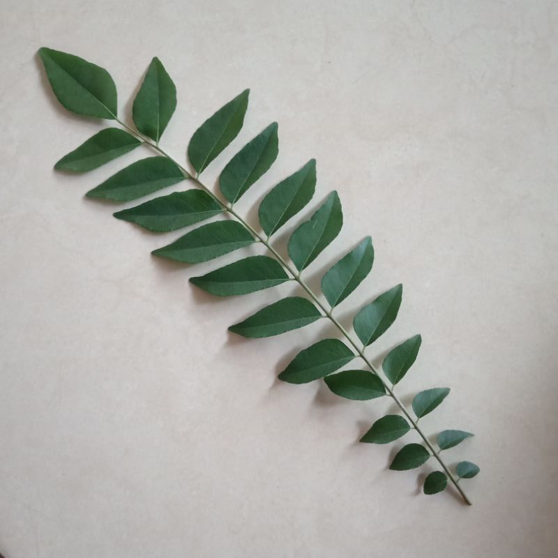 

Daun Salam Koja / Temurui / Kari Segar