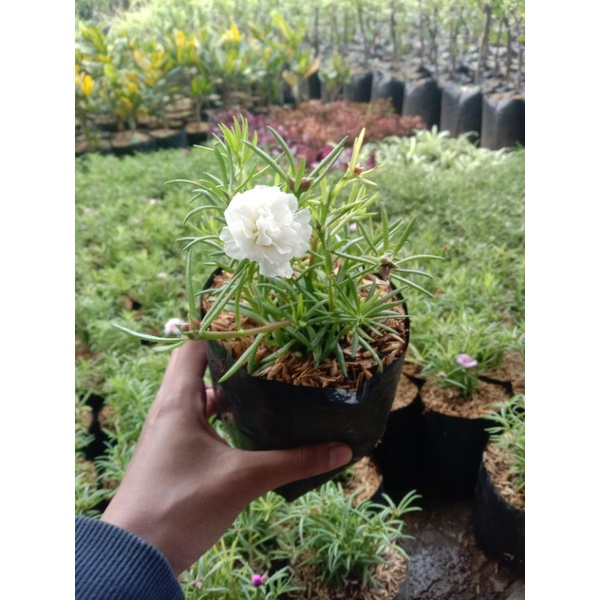 bunga krokot/mossrose/mawar tanah/mawar hidup termurah,terlaris