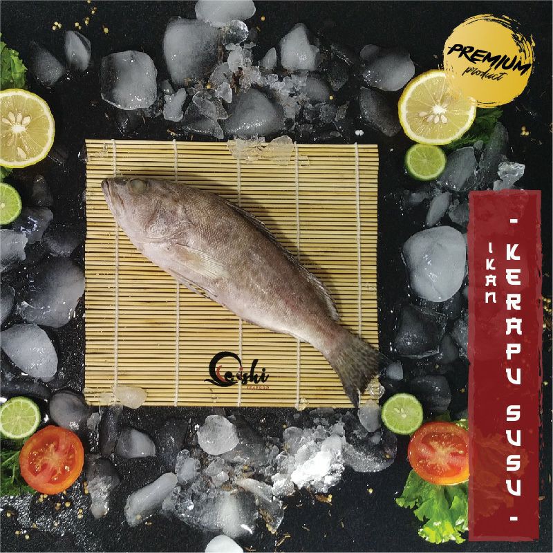 

Ikan Kerapu Bendera Segar Size Kecil isi 3 ekor/pack 500-600gr