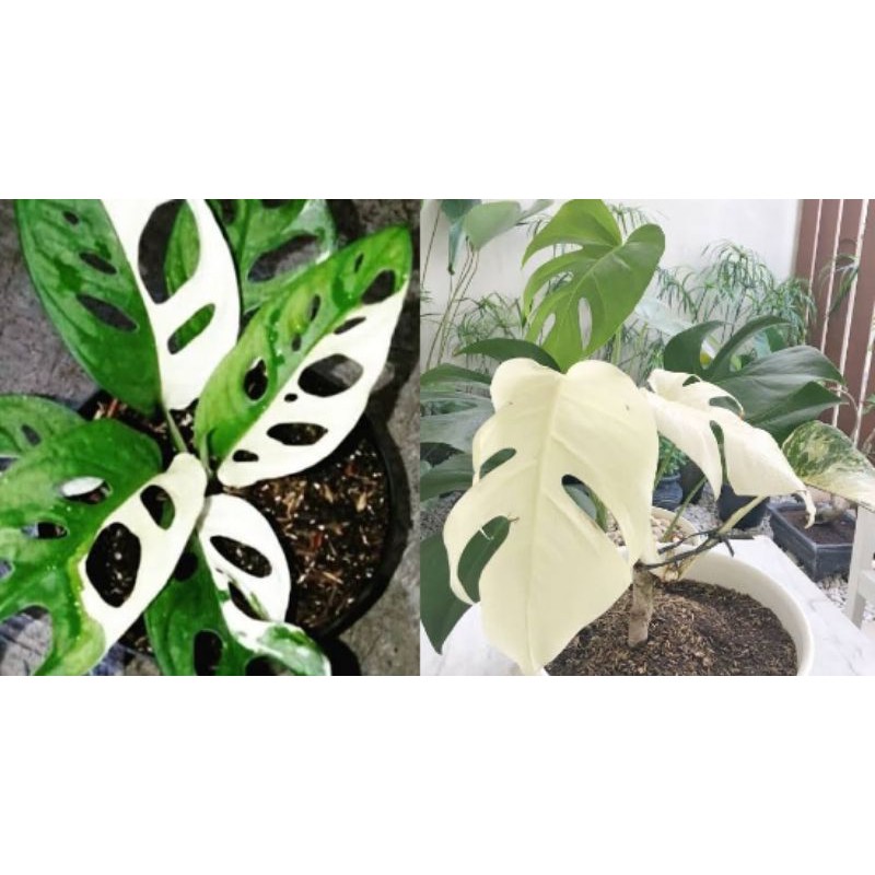 Promo 2bonggol Monstera Albino Dan Janda Bolong Varighata Indonesia