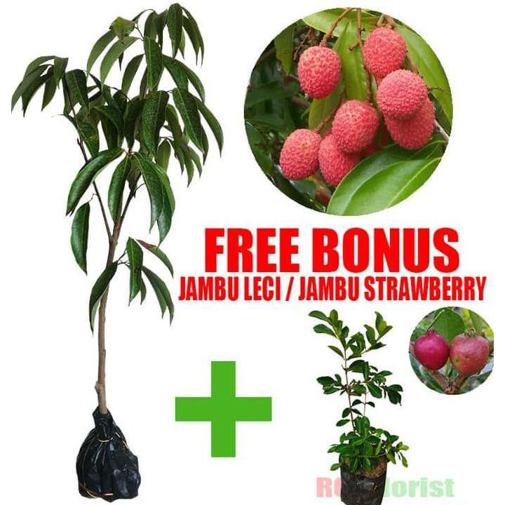 Bagus Bibit Tanaman Buah Leci / Lychee Merah