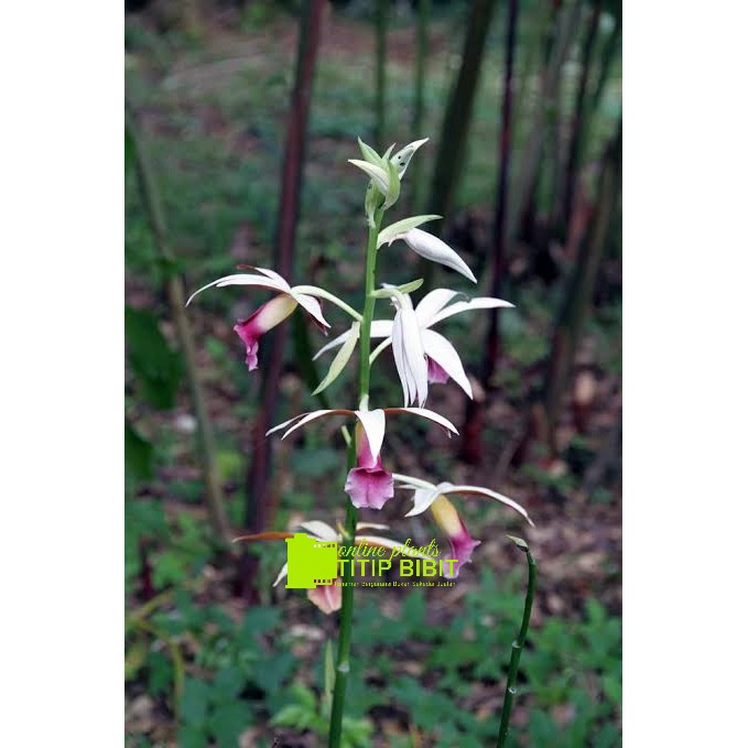 anggrek spesies phaius tankervilleae