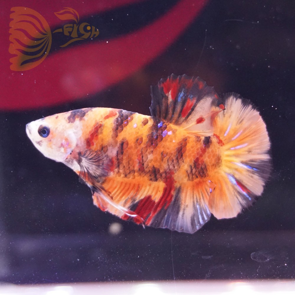 cupang male nemo plakat jantan orange A SEPT