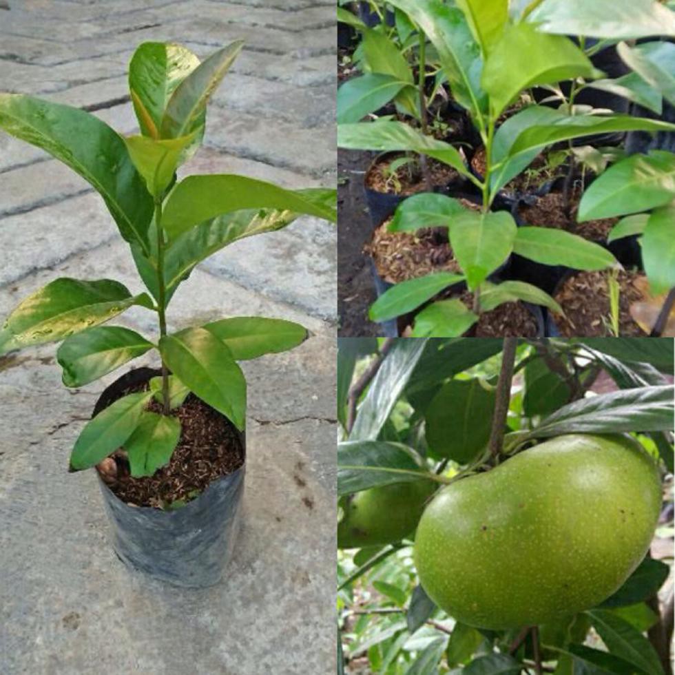 Benih Bibit Buah Bibit Buah Black Sapote Jumbo O&#