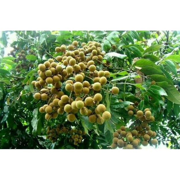 BIBIT BUAH KELENGKENG SATU JARI *_*