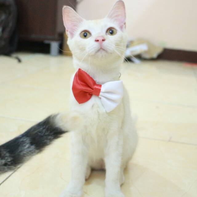 Dasi kupu-kupu half bowtie redme u/ kucing dan anjing / aksesoris hewan lucu murah hanya di bakuta