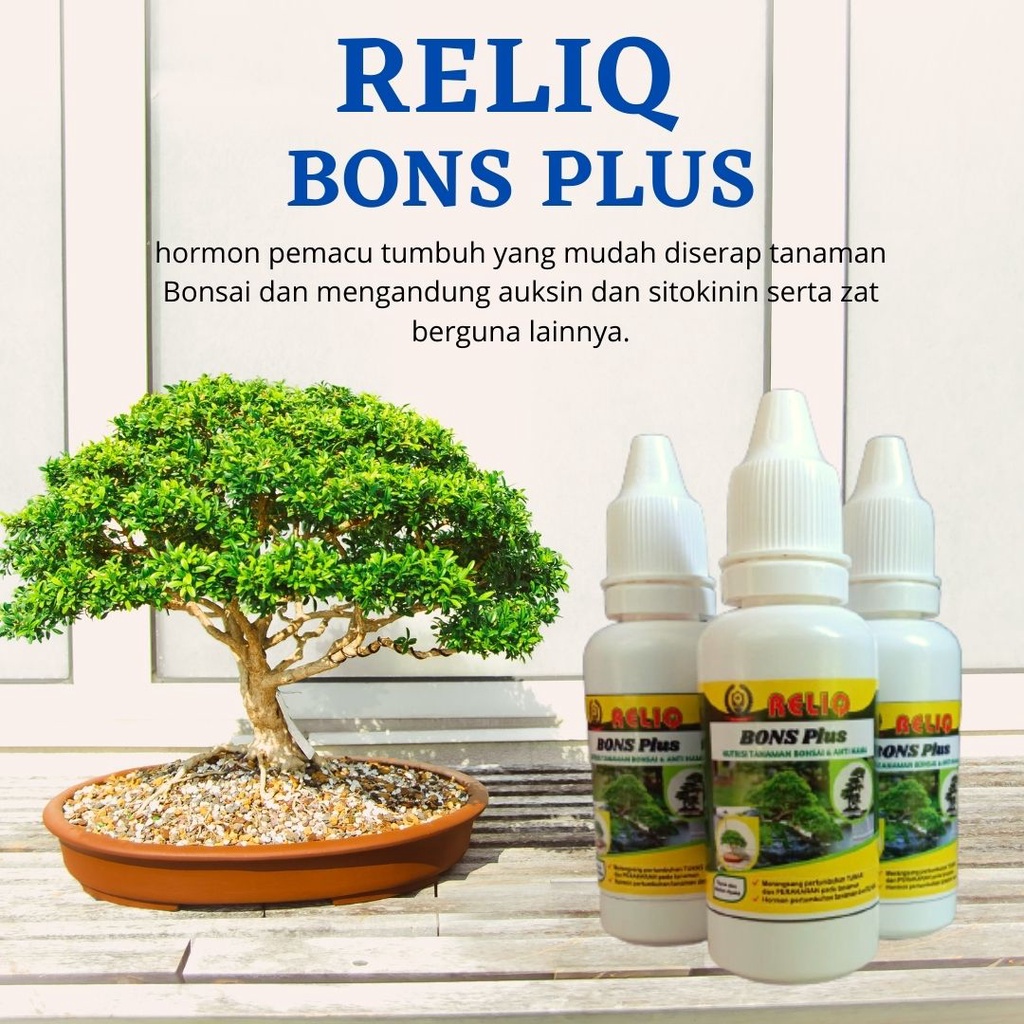 Pupuk Bonsai beringin, Perangsang pertumbuhan pohon bonsai, Nutrisi tanaman Bonsai Kelapa