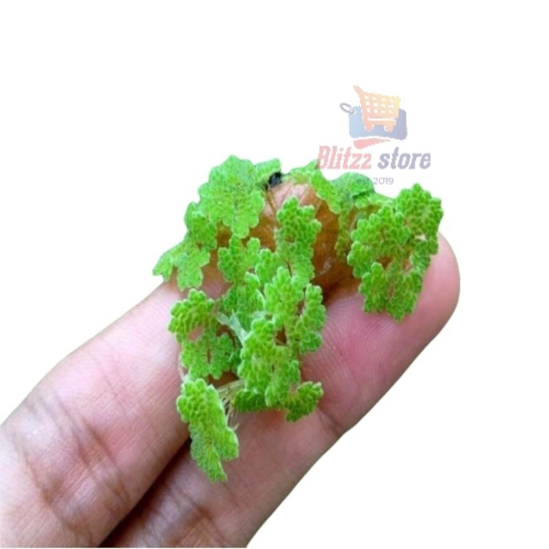 Rumput Azola / Bibit Azolla / Benih Azola Microphyla Pakan Alternatif 100gr
