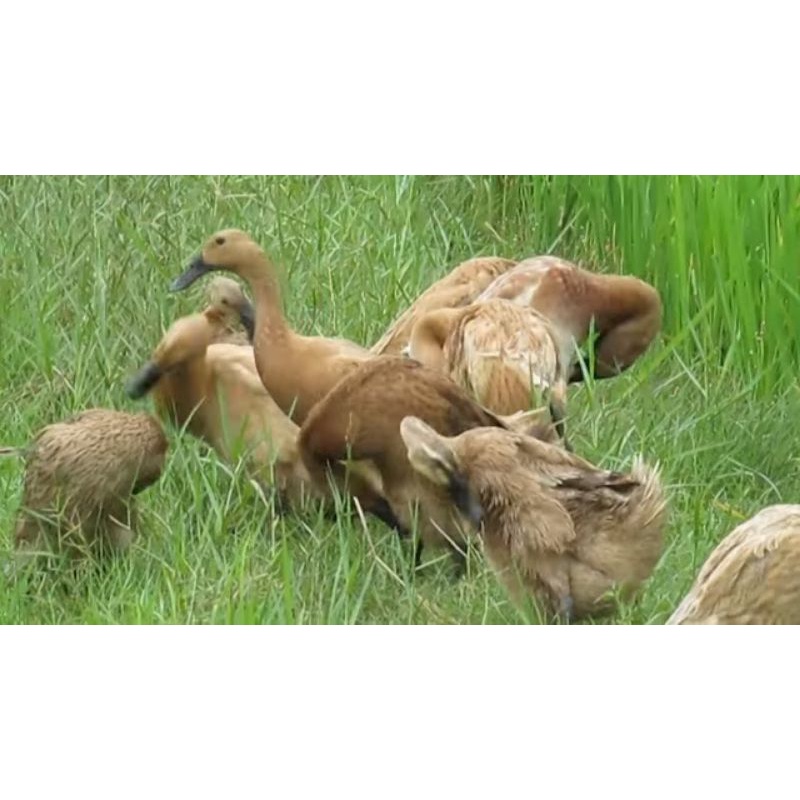 

Bebek Sawah Lokal Hidup per Ekor