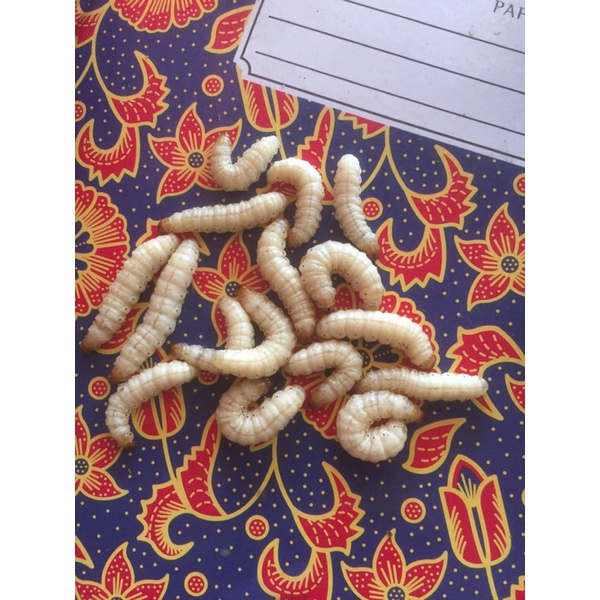 ulat bambu/cangcilung isi 50 ekor menjadi 2 tabung