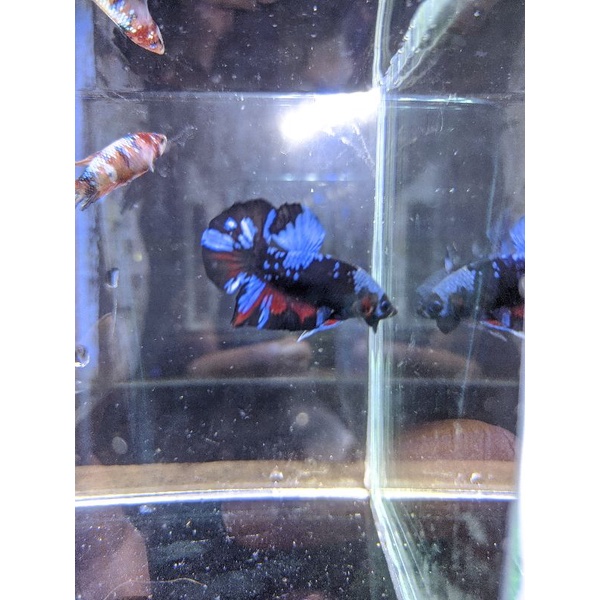 Cupang Avatar Vampire Real Pic