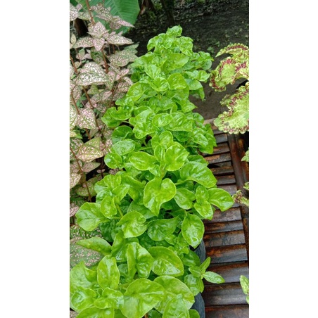 Bayam Brazil (sayuran organik)