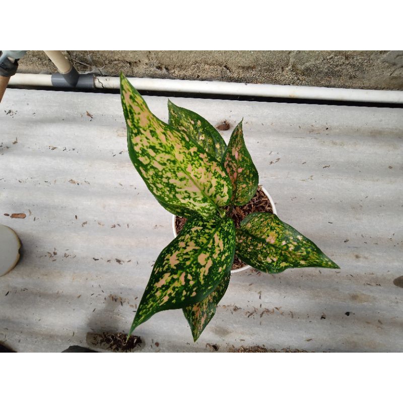 aglonema ruby orange