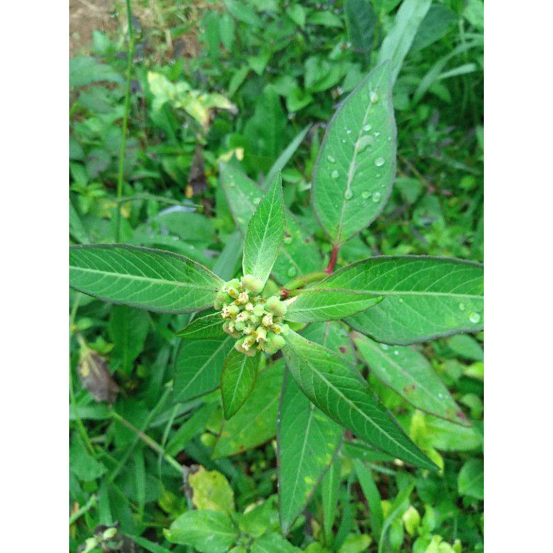 bibit Herbal patik mas atau daun kate mas pelangsing alami mujarab