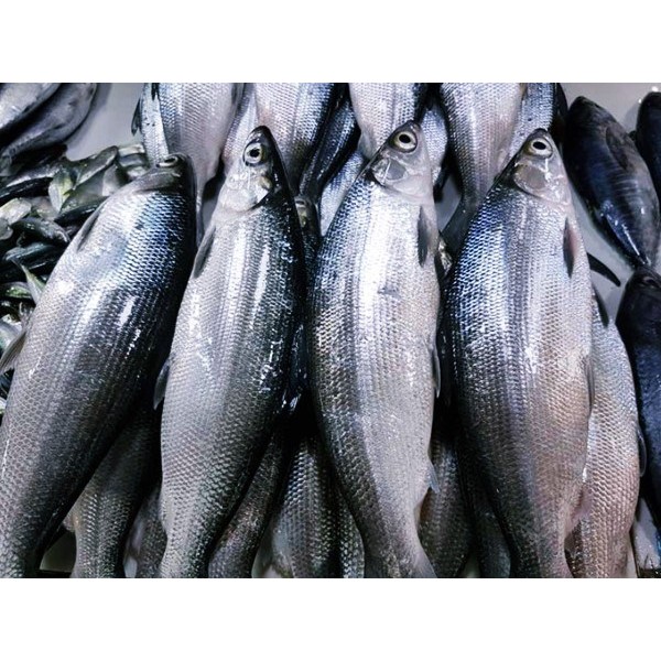 

Ikan Bandeng Segar 1 kg Fresh SAYUR ONLINE BANDUNG