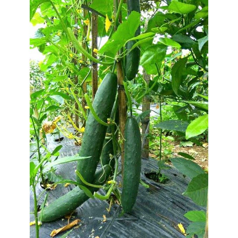 Bibit Sayur Timun Jepang Hibrida - Benih Sayuran