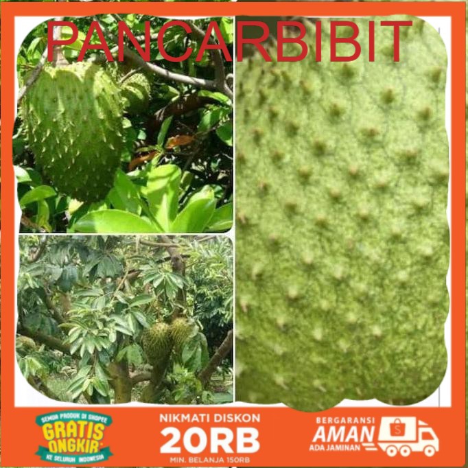 

Bibit sirsak madu jumbo super manis