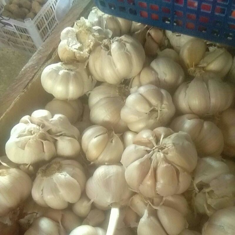 

Bawang putih