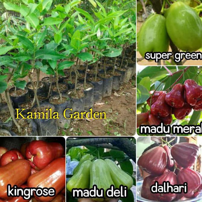 Super Paket 5 Bibit Jambu Air(Dalhari,Madu Merah,Kingrose,Madu Deli,S Green) Cod