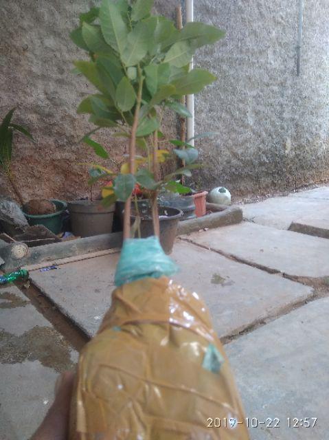 Diskon Bibit Tanaman Buah Kiwi 1paket (2 Pohon)