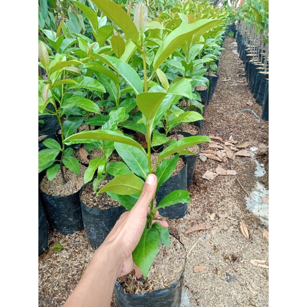 bibit sawo black sapote