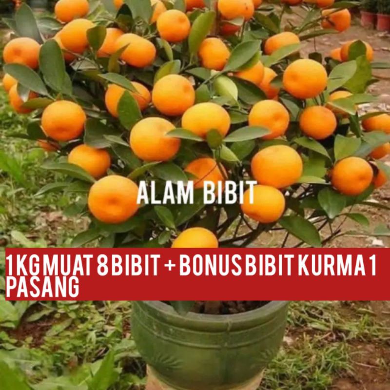 BIBIT JERUK SANTANG MADU OKULASI (COCOK DI TANAM POT)