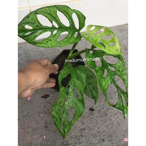 MONSTERA JANDA BOLONG ACUMINATA