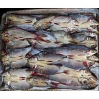 

Ikan Jelawat Pontianak