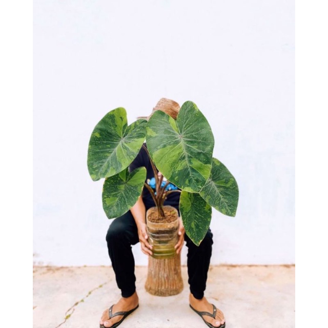 tanaman hias colocasia lime gecko