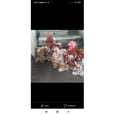 TELOR AYAM HIAS BATAM CHOCHIN, AYAM CELENGAN, AYAM EXOTIC  AYAM VIRAL WARNA MIX YA