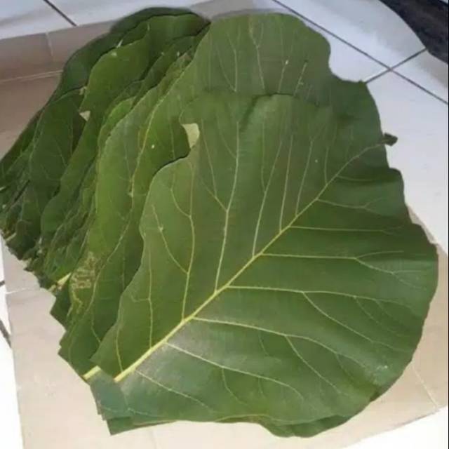 

500gr Daun jati segar