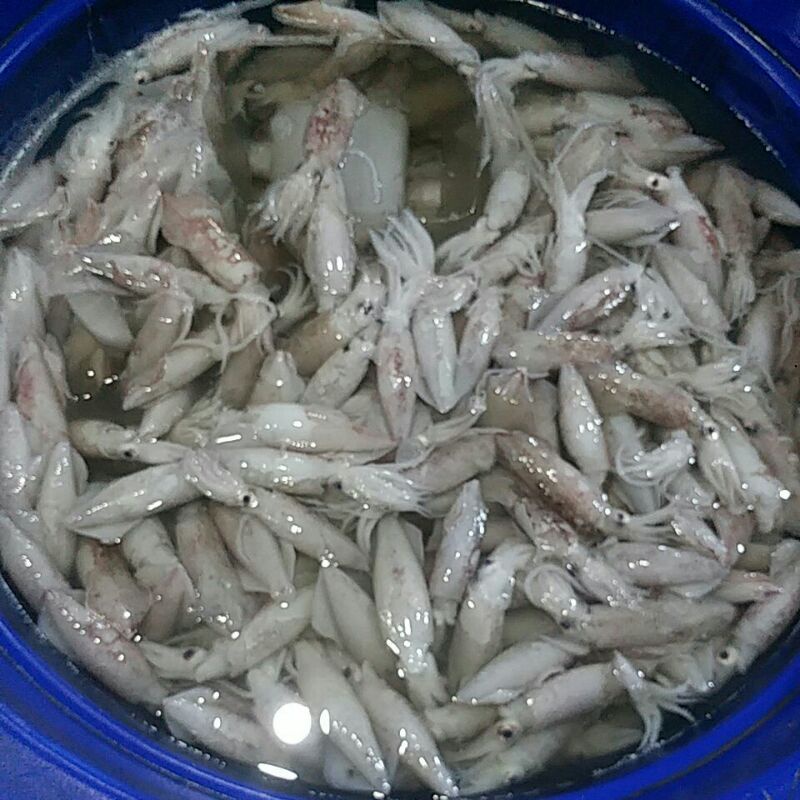 

cumi segar