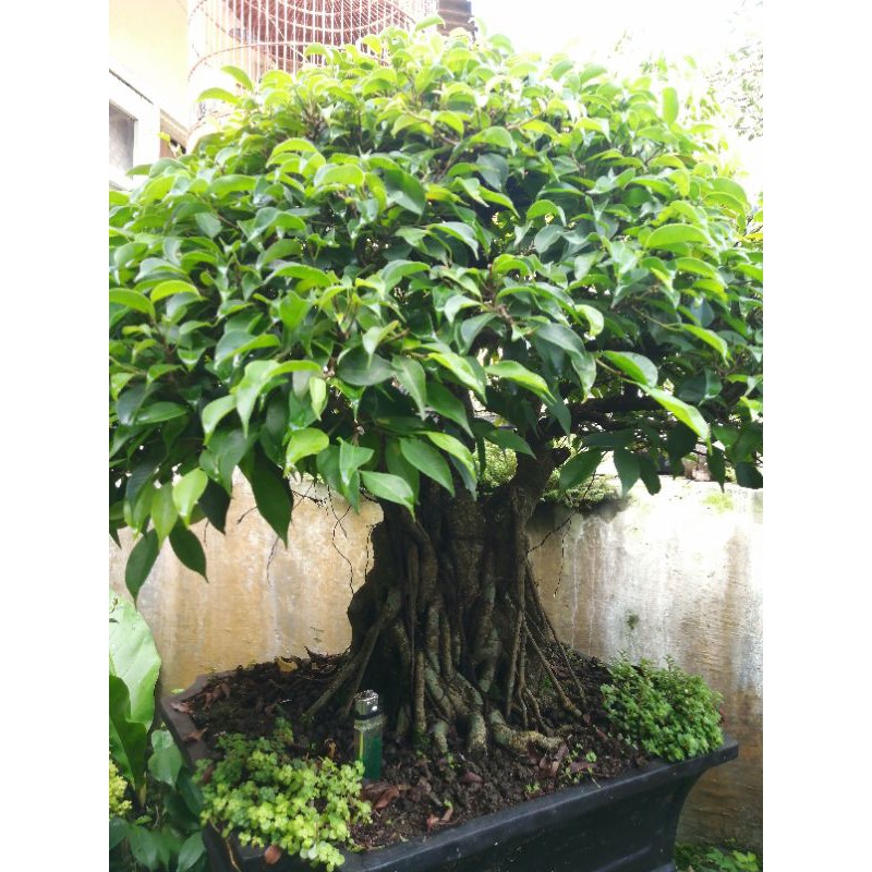 bonsai beringin arjuna philipina Filipina sudah jadi