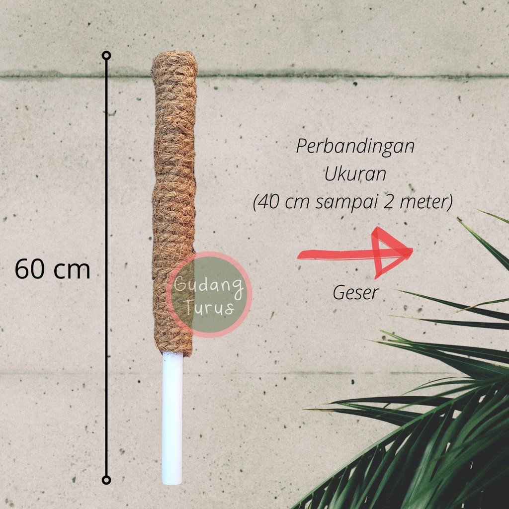 60 cm - Turus Tongkat Penyangga Tanaman Rambat